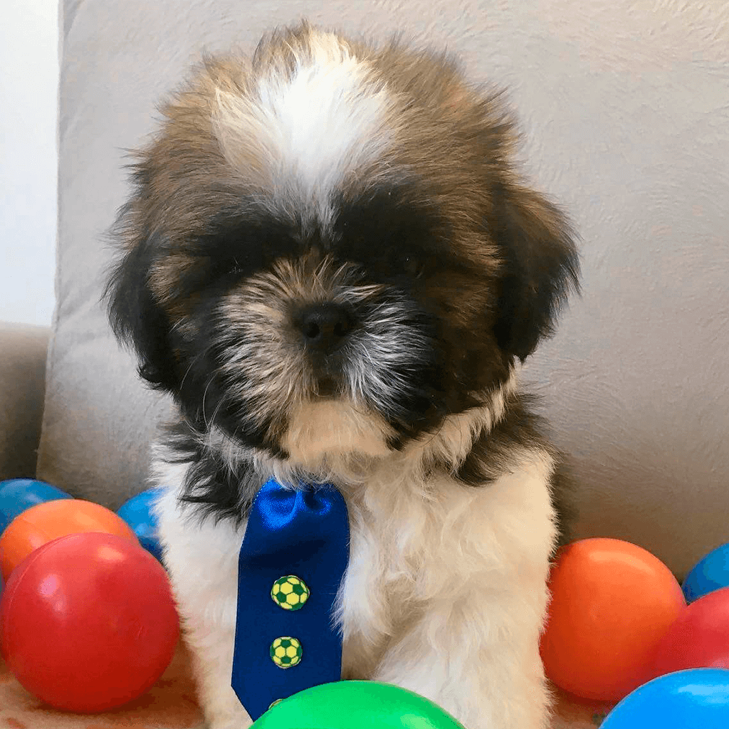 Shih-tzu brasileira é a grande vencedora da premiação 'Melhor Cão